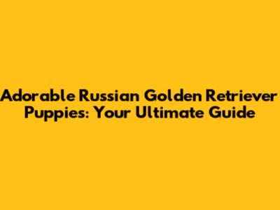 Adorable Russian Golden Retriever Puppies: Your Ultimate Guide