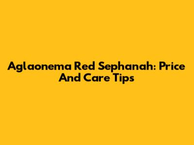 Aglaonema Red Sephanah: Price And Care Tips