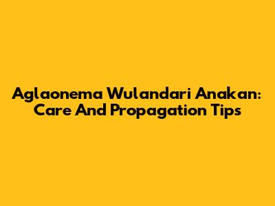 Aglaonema Wulandari Anakan: Care And Propagation Tips