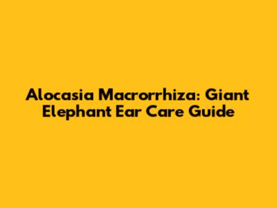 Alocasia Macrorrhiza: Giant Elephant Ear Care Guide