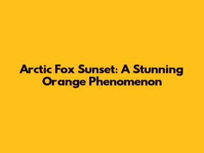 Arctic Fox Sunset: A Stunning Orange Phenomenon