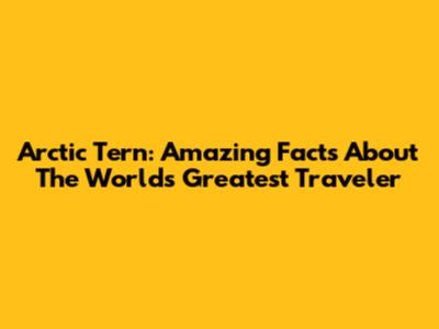 Arctic Tern: Amazing Facts About The World's Greatest Traveler
