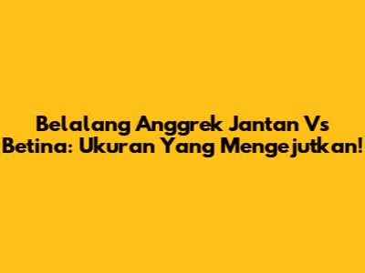 Belalang Anggrek Jantan Vs Betina: Ukuran Yang Mengejutkan!