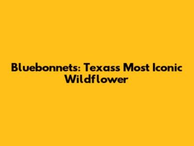 Bluebonnets: Texas's Most Iconic Wildflower