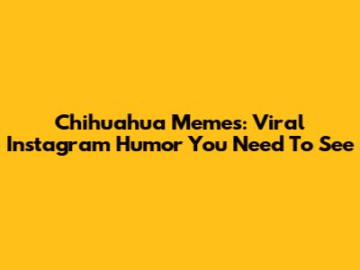 Chihuahua Memes: Viral Instagram Humor You Need To See