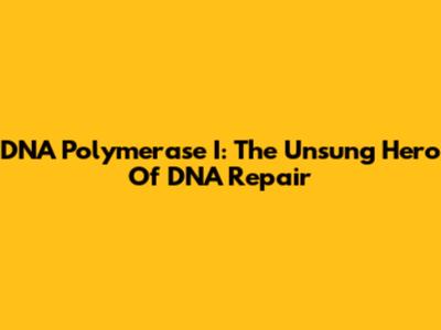 DNA Polymerase I: The Unsung Hero Of DNA Repair