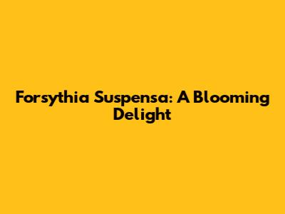 Forsythia Suspensa: A Blooming Delight