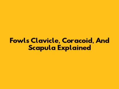 Fowl's Clavicle, Coracoid, And Scapula Explained