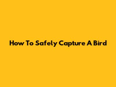 How To Safely Capture A Bird