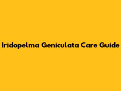 Iridopelma Geniculata Care Guide