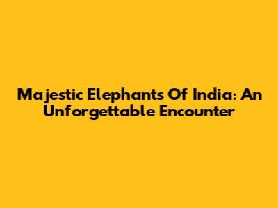 Majestic Elephants Of India: An Unforgettable Encounter