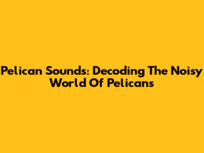 Pelican Sounds: Decoding The Noisy World Of Pelicans
