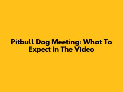 Pitbull Dog Meeting: What To Expect In The Video