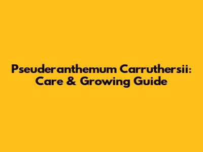 Pseuderanthemum Carruthersii: Care & Growing Guide