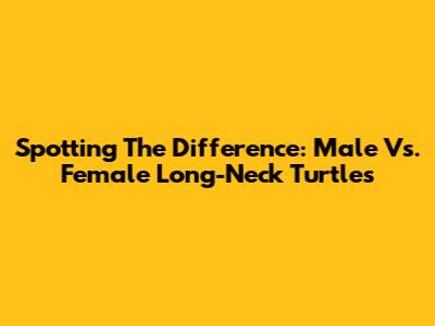 Spotting The Difference: Male Vs. Female Long-Neck Turtles
