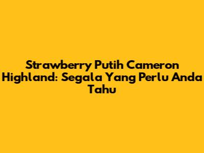 Strawberry Putih Cameron Highland: Segala Yang Perlu Anda Tahu