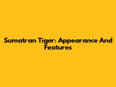 Sumatran Tiger: Appearance And Features