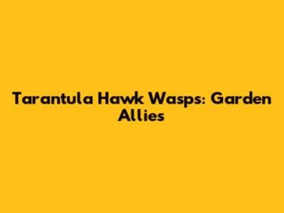 Tarantula Hawk Wasps: Garden Allies