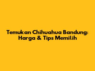 Temukan Chihuahua Bandung: Harga & Tips Memilih