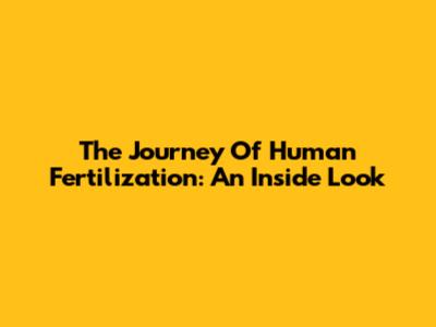 The Journey Of Human Fertilization: An Inside Look