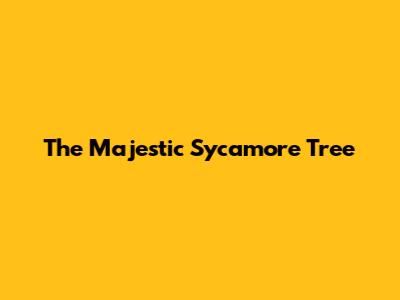 The Majestic Sycamore Tree