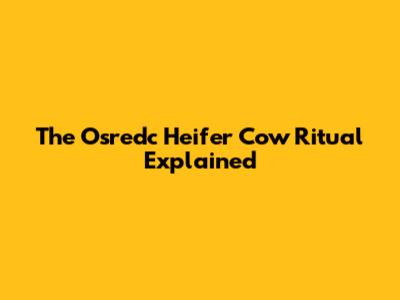 The Osredc Heifer Cow Ritual Explained