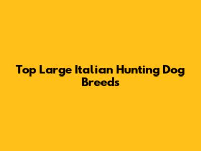 Top Large Italian Hunting Dog Breeds