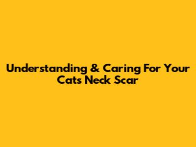 Understanding & Caring For Your Cat's Neck Scar