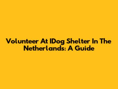 Volunteer At IDog Shelter In The Netherlands: A Guide