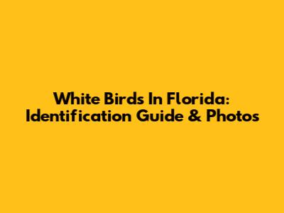 White Birds In Florida: Identification Guide & Photos