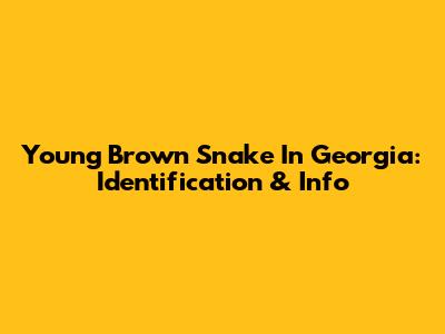 Young Brown Snake In Georgia: Identification & Info