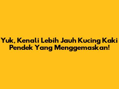 Yuk, Kenali Lebih Jauh Kucing Kaki Pendek Yang Menggemaskan!